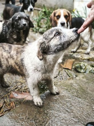 Pepe sucht sein Für-immer-Zuhause