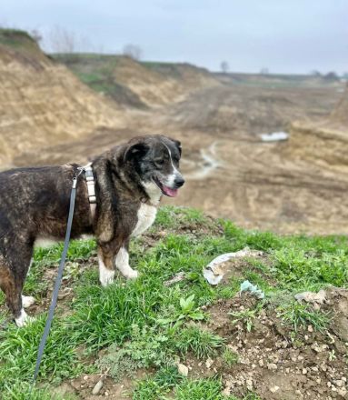 Lesi sucht ihr Für-immer-Zuhause