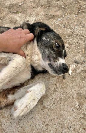 Lesi sucht ihr Für-immer-Zuhause