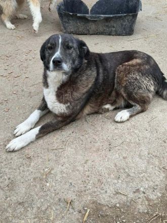 Lesi sucht ihr Für-immer-Zuhause