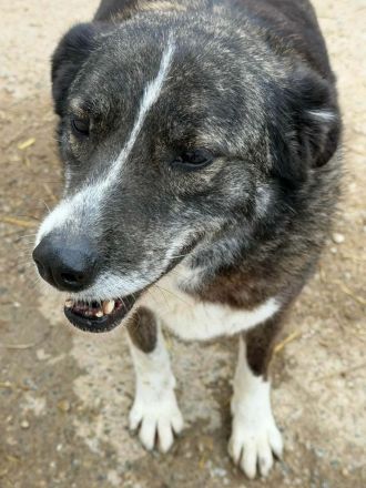 Lesi sucht ihr Für-immer-Zuhause