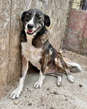 Lesi sucht ihr Für-immer-Zuhause