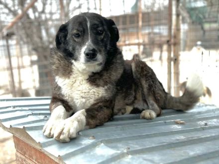 Lesi sucht ihr Für-immer-Zuhause