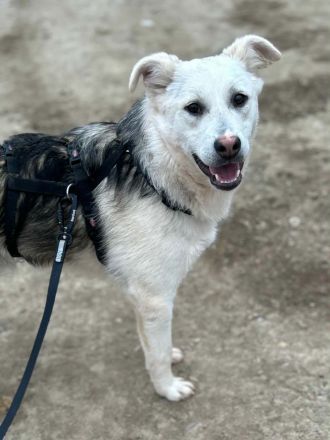 Mike sucht sein Für-immer-Zuhause