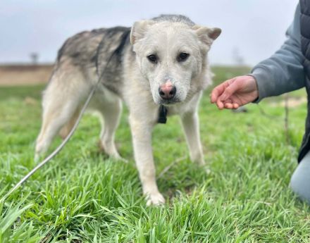 Mike sucht sein Für-immer-Zuhause