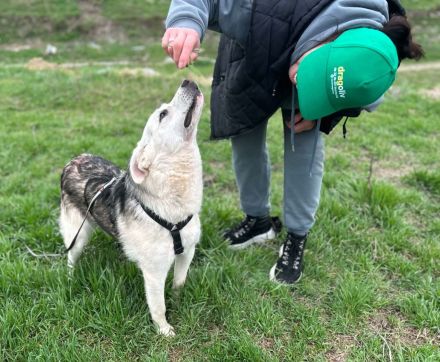 Mike sucht sein Für-immer-Zuhause