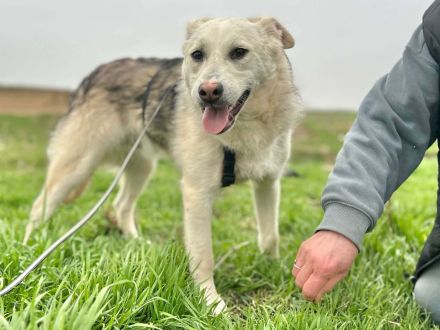Mike sucht sein Für-immer-Zuhause