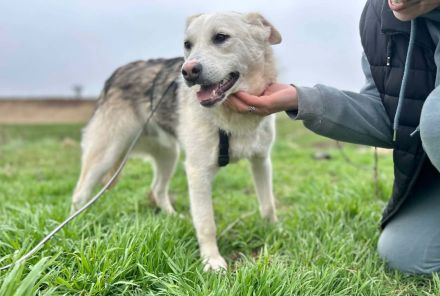 Mike sucht sein Für-immer-Zuhause