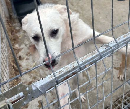 Mike sucht sein Für-immer-Zuhause