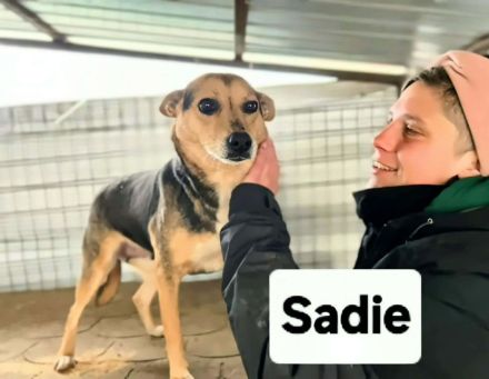 Sadie sucht ihr Für-immer-Zuhause