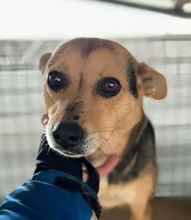 Sadie sucht ihr Für-immer-Zuhause