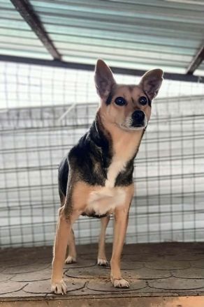 Sadie sucht ihr Für-immer-Zuhause