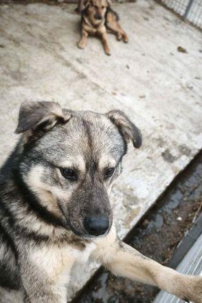 Timmon sucht sein Für-immer-Zuhause