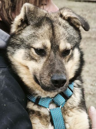 Timmon sucht sein Für-immer-Zuhause