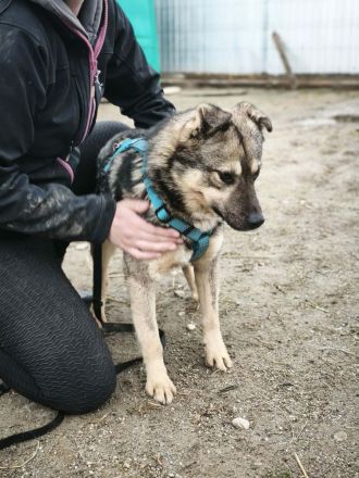 Timmon sucht sein Für-immer-Zuhause