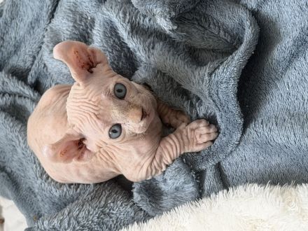 White Sphynx Elf Babys