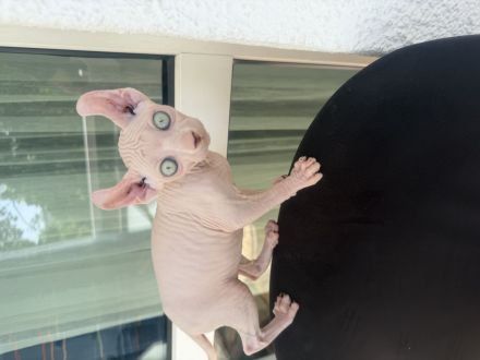 White Sphynx Elf Baby Abgabebereit
