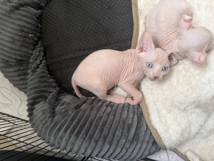 White Sphynx Elf Babys