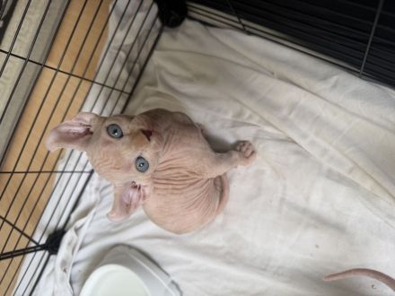 White Sphynx Elf Babys