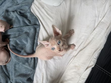 White Sphynx Elf Babys