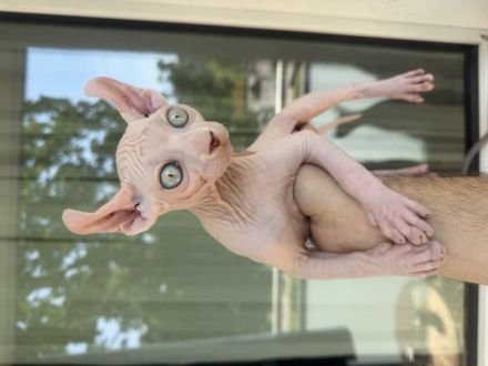 White Sphynx Elf Baby Abgabebereit
