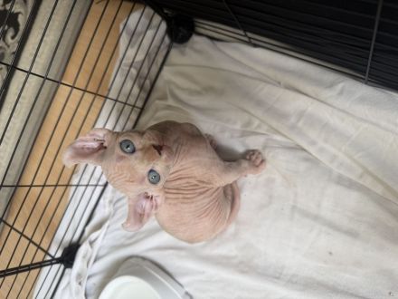 White Sphynx Elf Babys