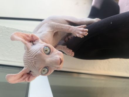 White Sphynx Elf Baby Abgabebereit
