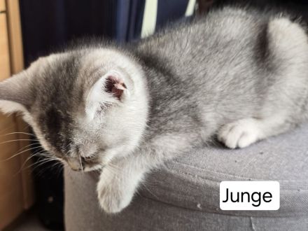 6 liebevolle BHK Kitten reinrassig