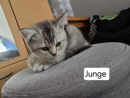 6 liebevolle BHK Kitten reinrassig