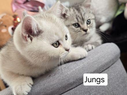 6 liebevolle BHK Kitten reinrassig