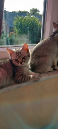 2 liebevolle BHK Kitten reinrassig