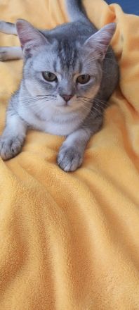 liebevolle BHK Kater reinrassig