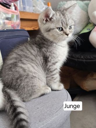 6 liebevolle BHK Kitten reinrassig