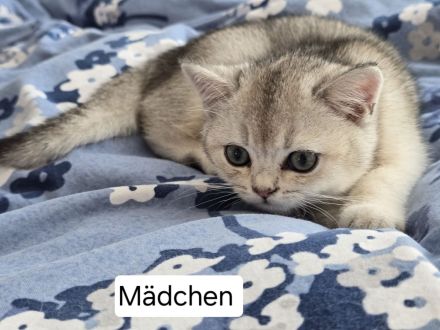 6 liebevolle BHK Kitten reinrassig