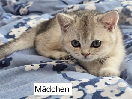 6 liebevolle BHK Kitten reinrassig