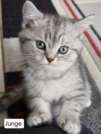 6 liebevolle BHK Kitten reinrassig