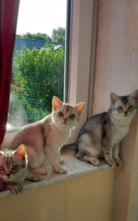 2 liebevolle BHK Kitten reinrassig
