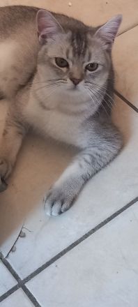 liebevolle BHK Kater reinrassig