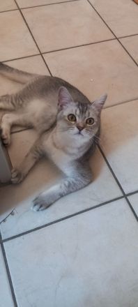 liebevolle BHK Kater reinrassig
