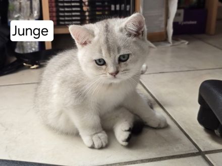 6 liebevolle BHK Kitten reinrassig