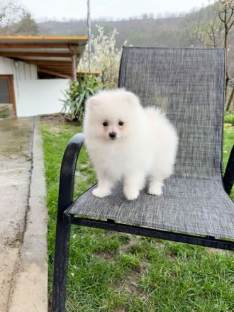 Ich verkaufe einen Pomeranian
