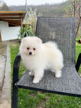 Ich verkaufe einen Pomeranian
