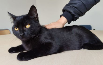 Pantero braucht dringend ein Für-Immer-Zuhause!