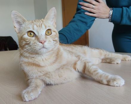 Melchor, ganz lieb und sanftmütig, braucht ganz dringend ein Zuhause!