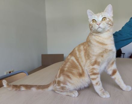 Melchor, ganz lieb und sanftmütig, braucht ganz dringend ein Zuhause!