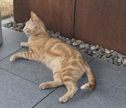 Melchor, ganz lieb und sanftmütig, wartet auf ein Für-Immer-Zuhause!