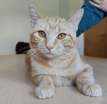 Melchor, ganz lieb und sanftmütig, braucht ganz dringend ein Zuhause!