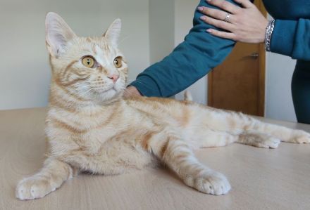 Melchor, ganz lieb und sanftmütig, braucht ganz dringend ein Zuhause!