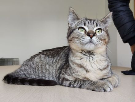 Darf sich die kleine Pulguita, 8 Mon., bald auf ein Zuhause freuen?