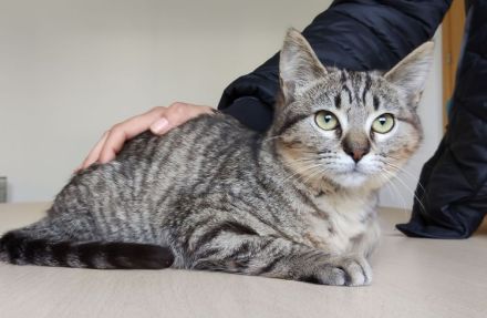 Darf sich die kleine Pulguita, 8 Mon., bald auf ein Zuhause freuen?